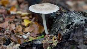 Nur wenige Pilze zu finden