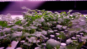 „Vertical Farming“ in Dänemark