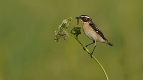 Zahl der Vögel vieler Arten sinkt deutlich