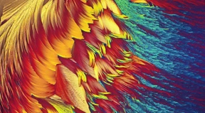 Stärke und „Biosprit“ direkt aus der Steckdose