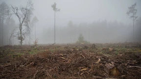 Abschied von der Fichte