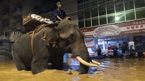 Flutopfer werden von Elefanten mit Hilfsgütern versorgt