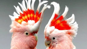 Verbot von Papageien-Schar in einer Wohnung gekippt