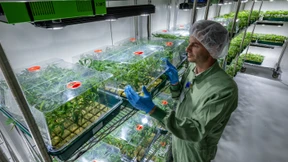 Cannabis auf Rezept weiterhin nur für Schwerkranke