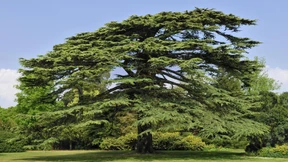 Die Säge möge schweigen