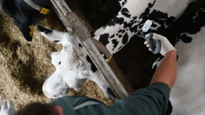 Riesige Sperrzonen wegen Blauzungenkrankheit