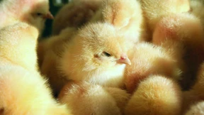 Kein Kükentöten, (k)ein Problem