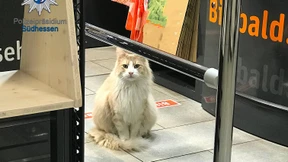 Kater Einstein nach Einbruch umstellt