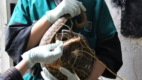 Spur der Coronaviren führt nach Vietnam