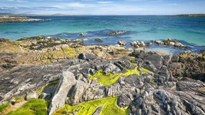 In den Ginster sinken