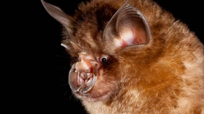 Die evolutionären Sprünge der Viren