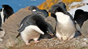 Tausche Sex gegen Steine