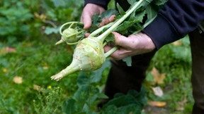 Nicht nur Schnittlauch vom Balkon
