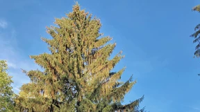 Manni, der Energiesparbaum