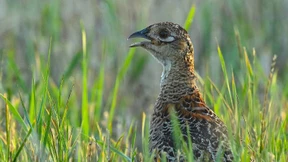 Da jagt nun wirklich kein Huhn das andere