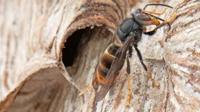 Mehr als 100 neue Nester der Asiatischen Hornisse gemeldet