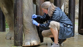 Zoos liefern keine Steaks