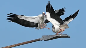 Vom Schützling zur Plage?