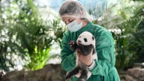 Panda-Nachwuchs im Berliner Zoo