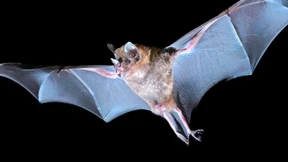 Das Stammhirn kann mehr als gedacht