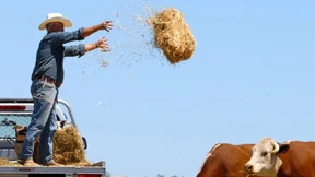 Chinesen kaufen Australiens Farmen auf