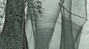 Freesien, Hafer, Paprika