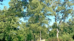 Wo Birken alt werden können