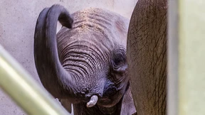 Hoffen aufs junge Elefantenglück