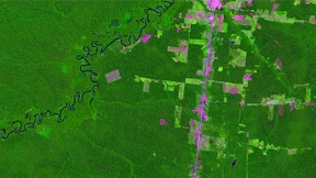 Brasilien holzt so viel Regenwald ab wie lange nicht mehr