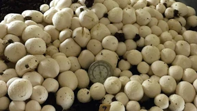 Gut, besser, natürlich?