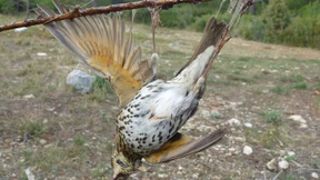 Leimrutenjagd in Frankreich bald verboten?