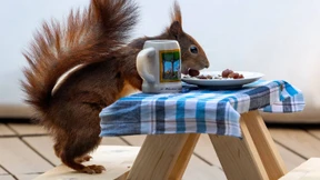 Auch Eichhörnchen eröffnen Biergarten-Saison