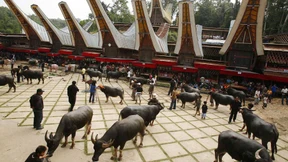 Indonesier bei Beerdigung von Sarg erschlagen