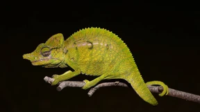 Das Leben einer Diva mit der Eile einer Eintagsfliege