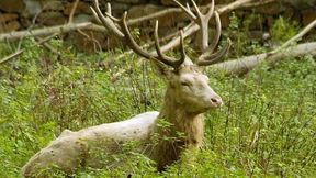 Weißer Hirsch in Wildgehege von Trophäenjägern enthauptet