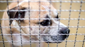 „Die meisten haben keine Ahnung von Hunden“