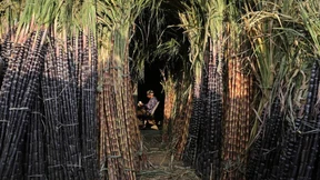 Inder bremsen nun auch den Export von Zucker