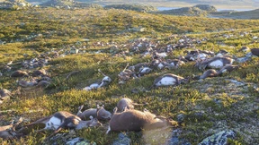 Blitze töten mehr als 300 Rentiere