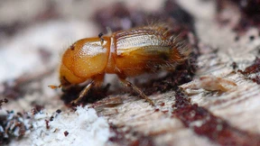 Bundeswehr bekämpft Borkenkäfer