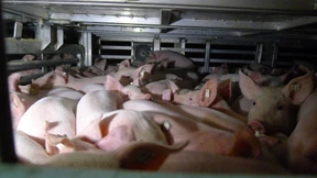 Auf saugefährlicher Mission