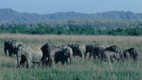 Eine Art in großer Gefahr