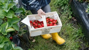 Erdbeeren und Spargel hüten die Läden