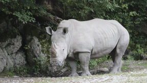 Tierpflegerin von Nashorn getötet