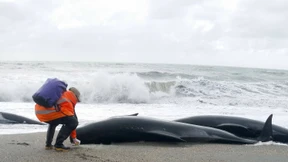 Mehr als drei Dutzend Wale in Neuseeland gestrandet