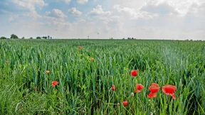 Frankfurter Norden ohne Anbindung an Schiene