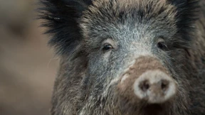 Angst vor weiterer Ausbreitung der Schweinepest in Hessen