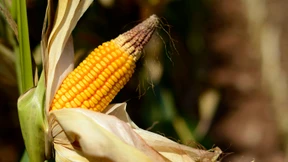 Dürre in Amerika treibt die Preise