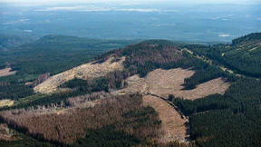 Finanzspritze gegen Waldsterben