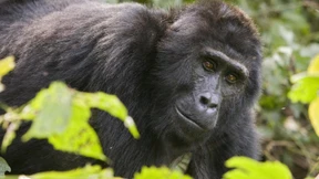 Das Rätsel der Großmütter