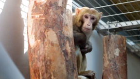 „Ich habe den Eindruck, die Affen fühlen sich wohl“